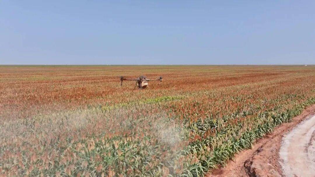 丰收好图景|无人机“护航”高粱生长 全力保障粮食丰收